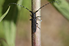 Agapanthia cardui